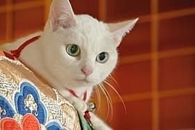 「猫侍」玉之丞を演じたのネコの未公開写真「猫侍」